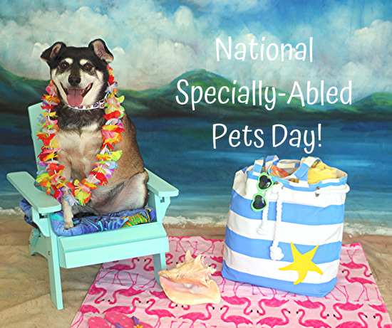 National Specially Abled Pets Day