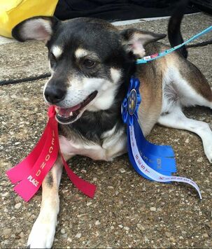 National Specially Abled Pets Day- Three legged dog wins the race